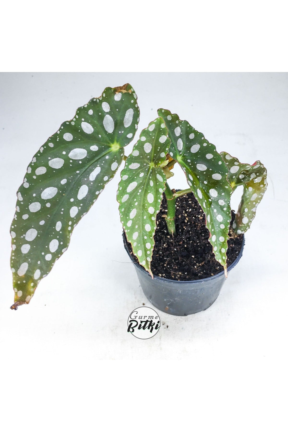 Begonia Maculata Çilli Begonya (8.5 Cm Saksıda) Nadir Begonya Türü
