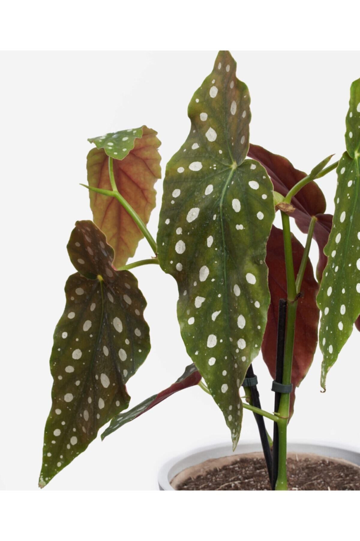 Begonia Maculata - Çilli Begonya Mini - Ev Ofis Salon Iç Mekan Bitkisi - Ø:7 Cm - H:15 Cm