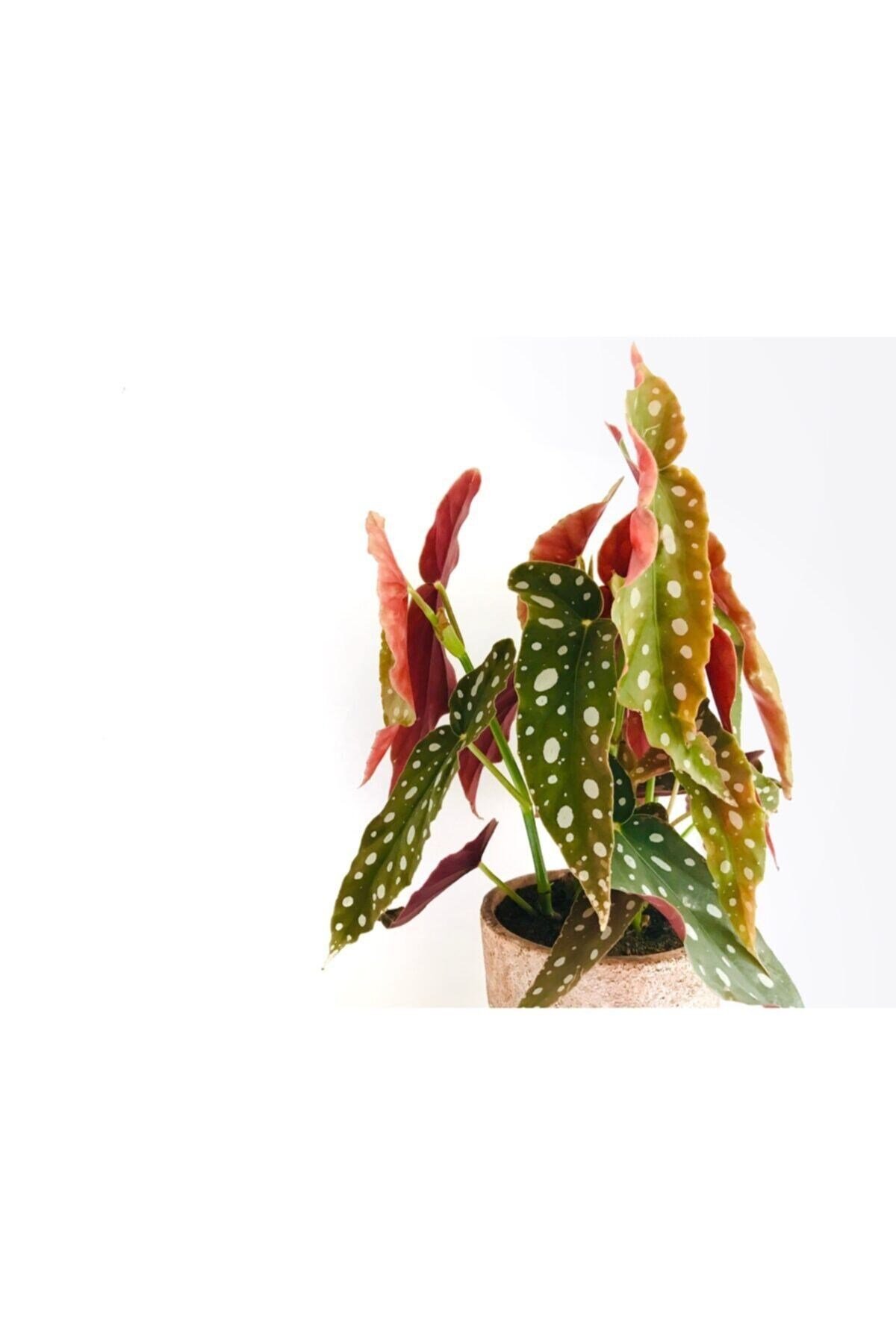 Begonia Maculata / Çilli Begonya (XL-45 CM) - Ev Ve Ofis Bitkisi