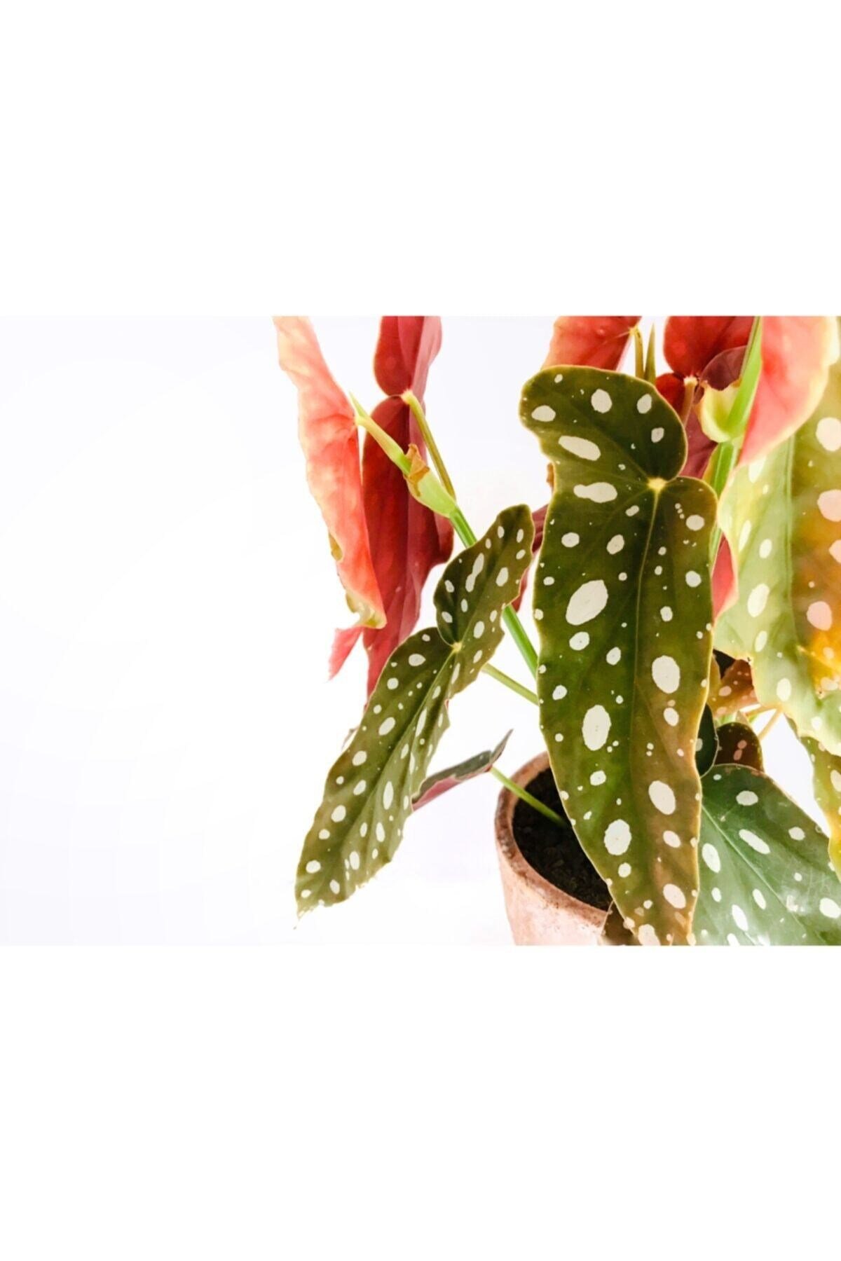 Begonia Maculata / Çilli Begonya (XL-45 CM) - Ev Ve Ofis Bitkisi