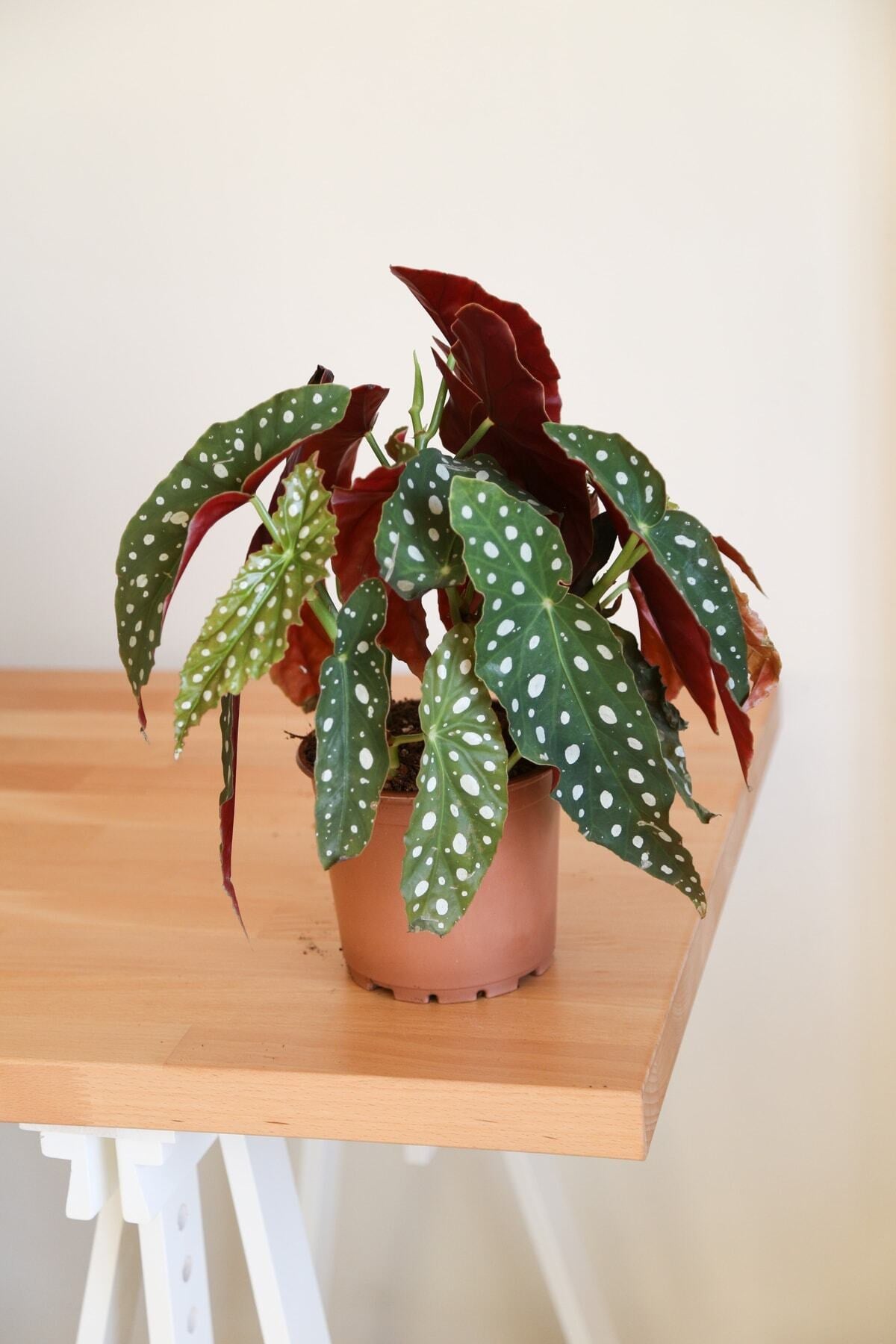 Begonia Maculata-Çok Köklü Çilli Begonya-İç Mekan Bitkisi