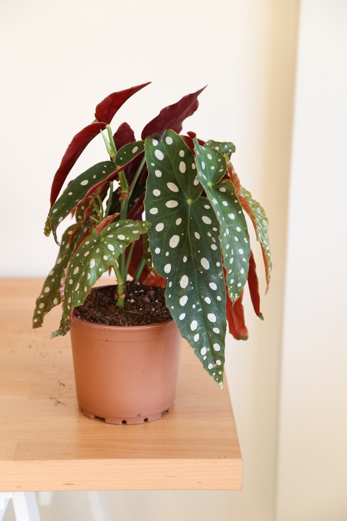 Begonia Maculata-Çok Köklü Çilli Begonya-İç Mekan Bitkisi