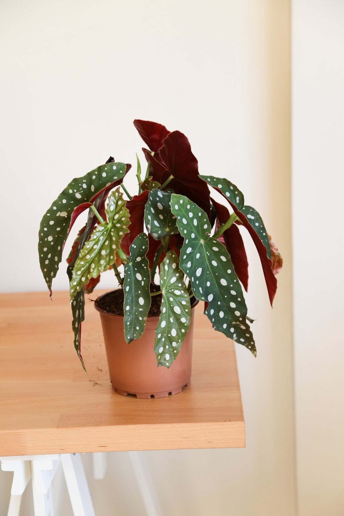 Begonia Maculata-Çok Köklü Çilli Begonya-İç Mekan Bitkisi