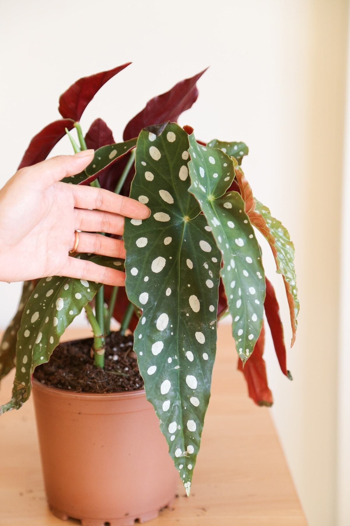 Begonia Maculata-Çok Köklü Çilli Begonya-İç Mekan Bitkisi
