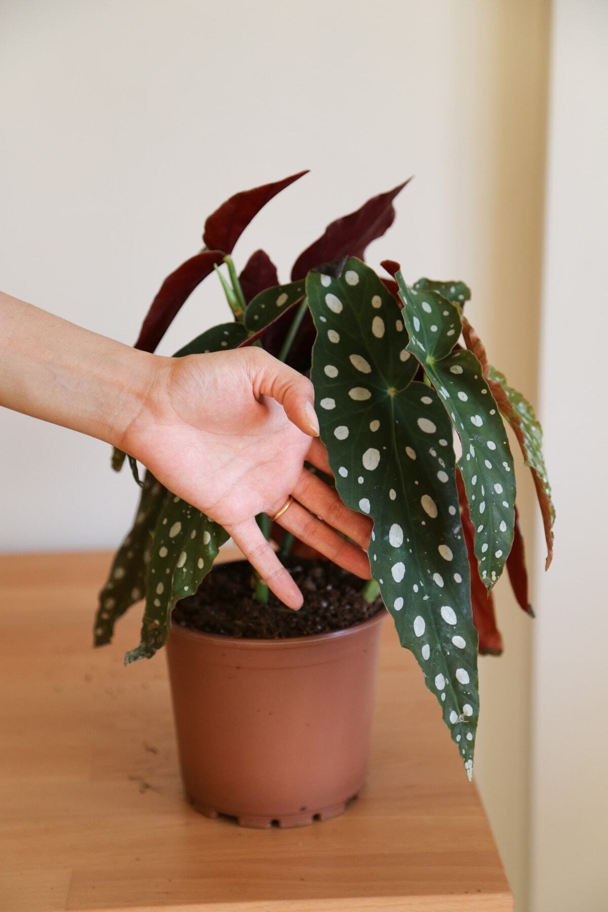Begonia Maculata-Çok Köklü Çilli Begonya-İç Mekan Bitkisi