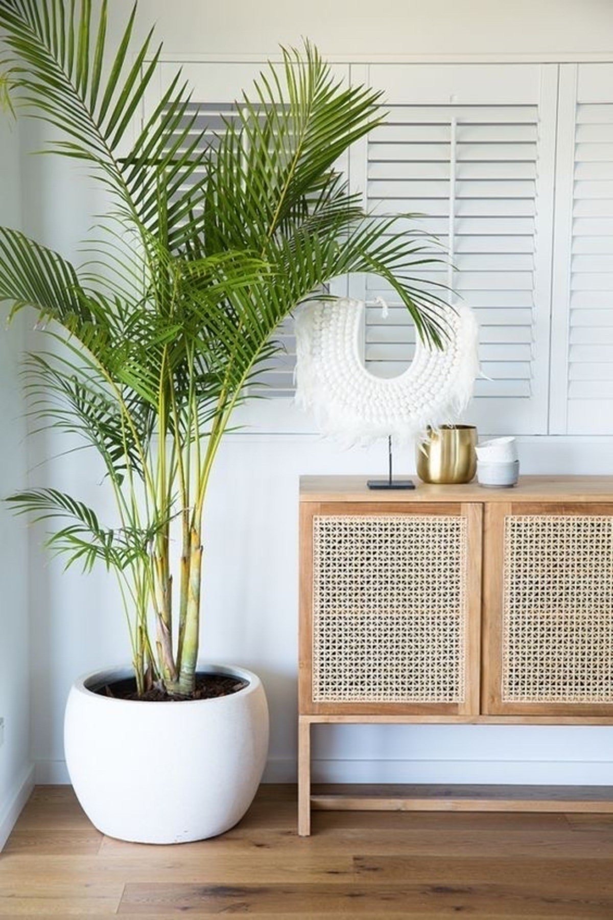 Belcebotanik Areka Palmiyesi - Areca Lutuescens Ithal 100-120 Cm