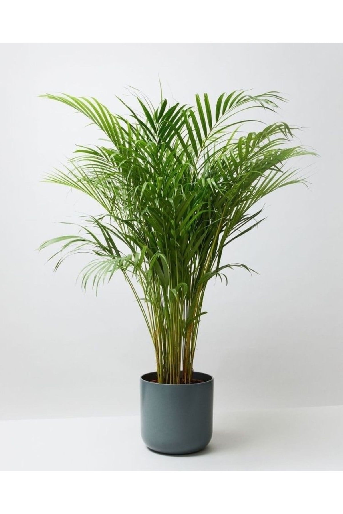 Belcebotanik Areka Palmiyesi - Areca Lutuescens Ithal 100-120 Cm