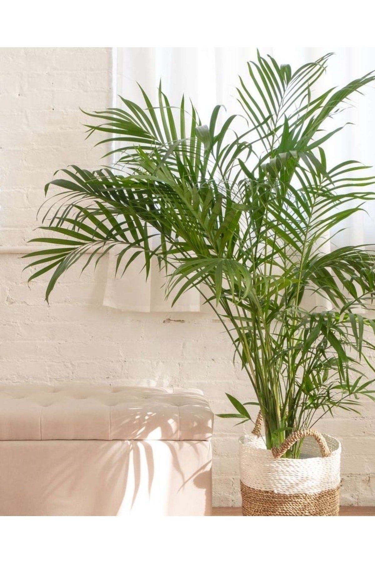 Belcebotanik Areka Palmiyesi - Areca Lutuescens Ithal 100-120 Cm