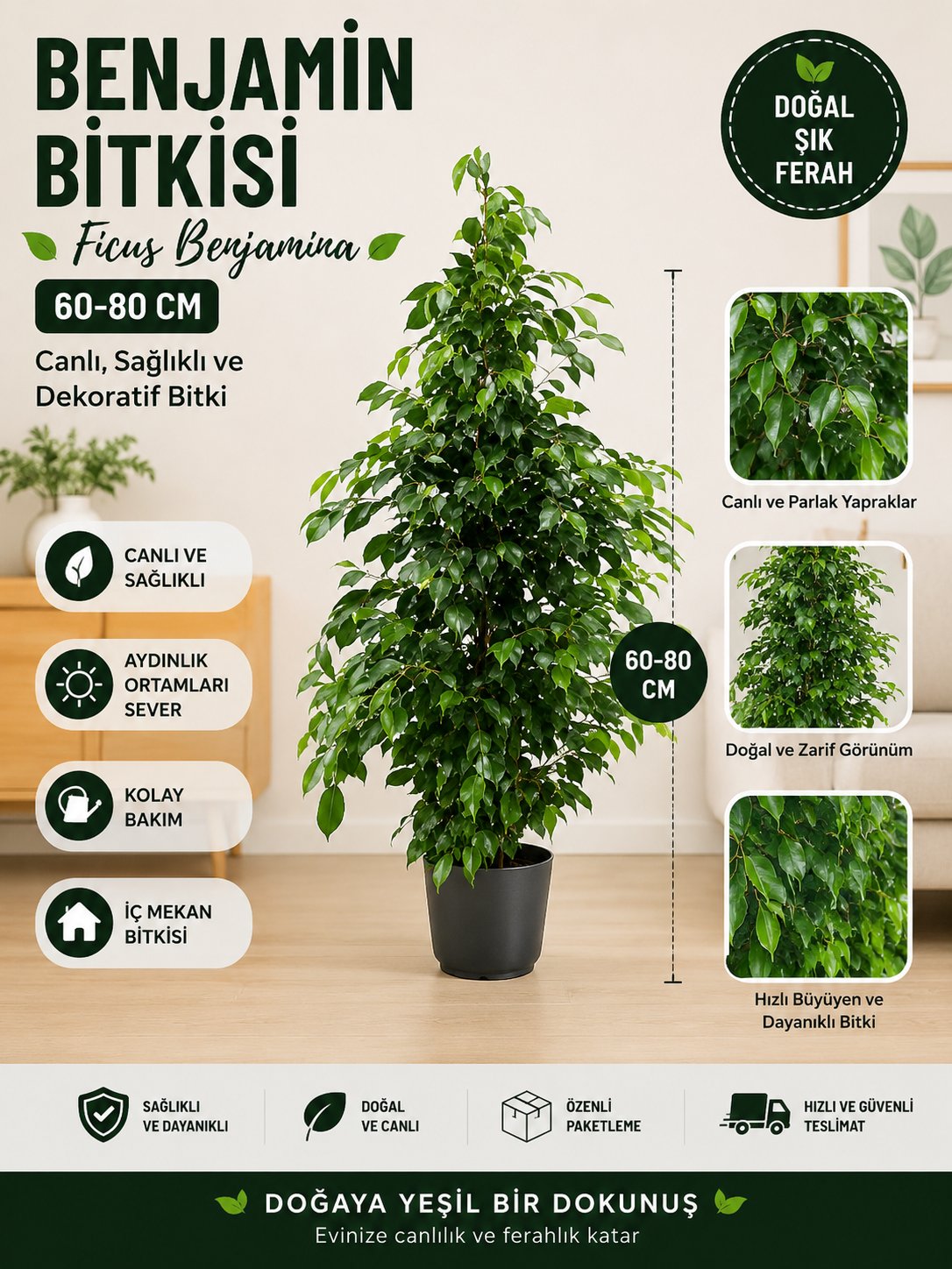 Benjamin Bitkisi 60-100 cm Ficus Benjamina Ofis Bitkisi Ev Bitkisi Salon Bitkisi