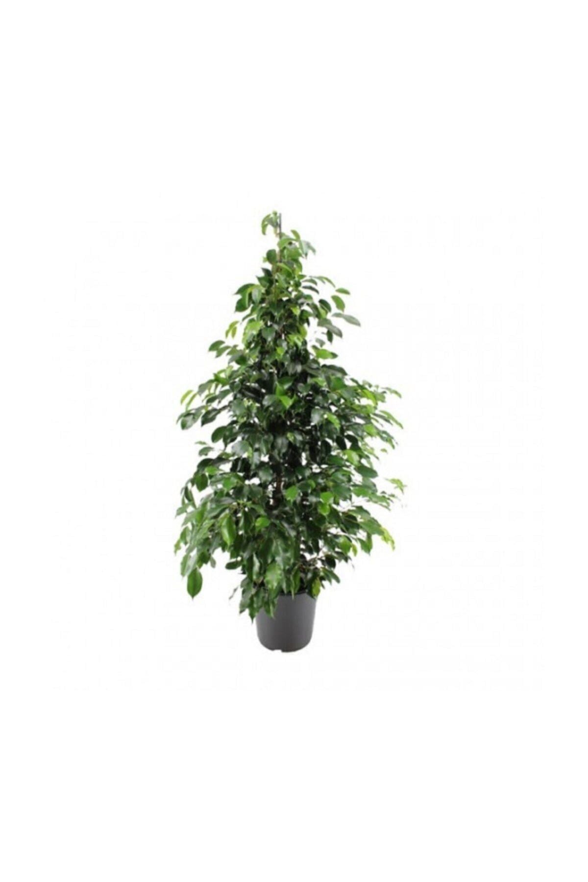 Benjamin Bitkisi 60-100 cm Ficus Benjamina Ofis Bitkisi Ev Bitkisi Salon Bitkisi
