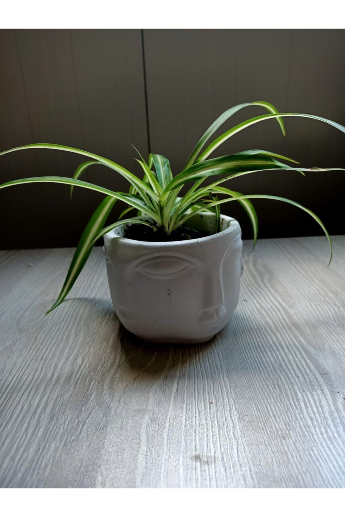 Beton Saksıda Kurdele Çiçeği Chlorophytum Comosum