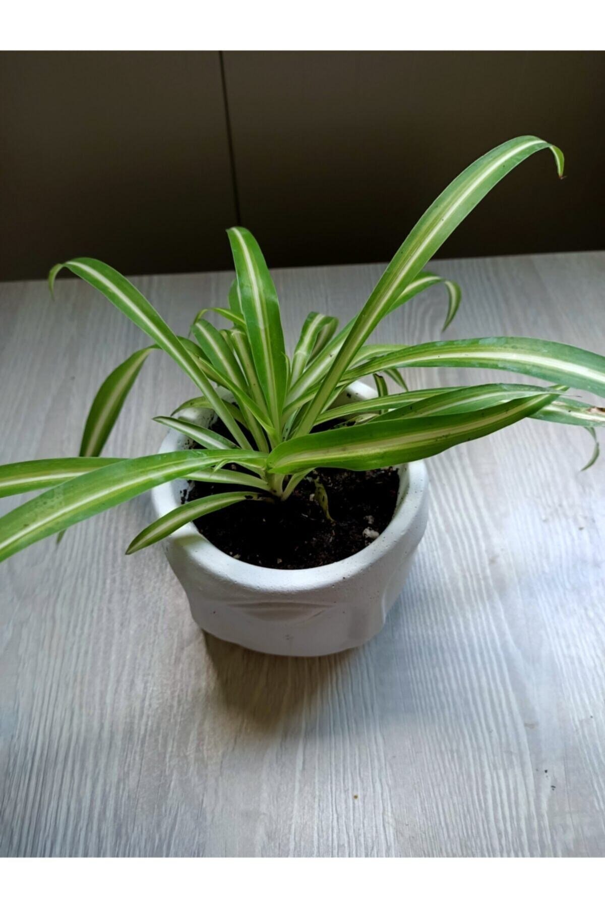 Beton Saksıda Kurdele Çiçeği Chlorophytum Comosum