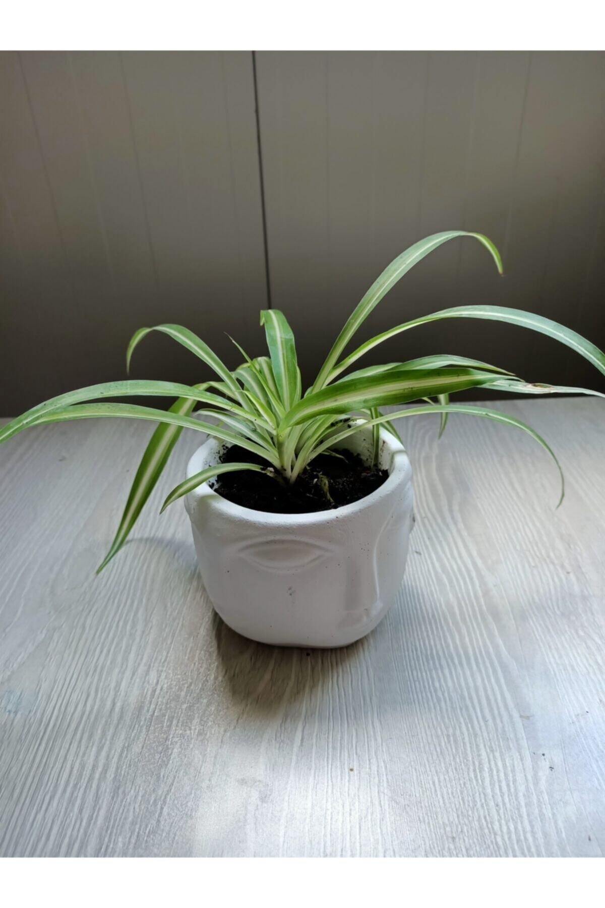 Beton Saksıda Kurdele Çiçeği Chlorophytum Comosum