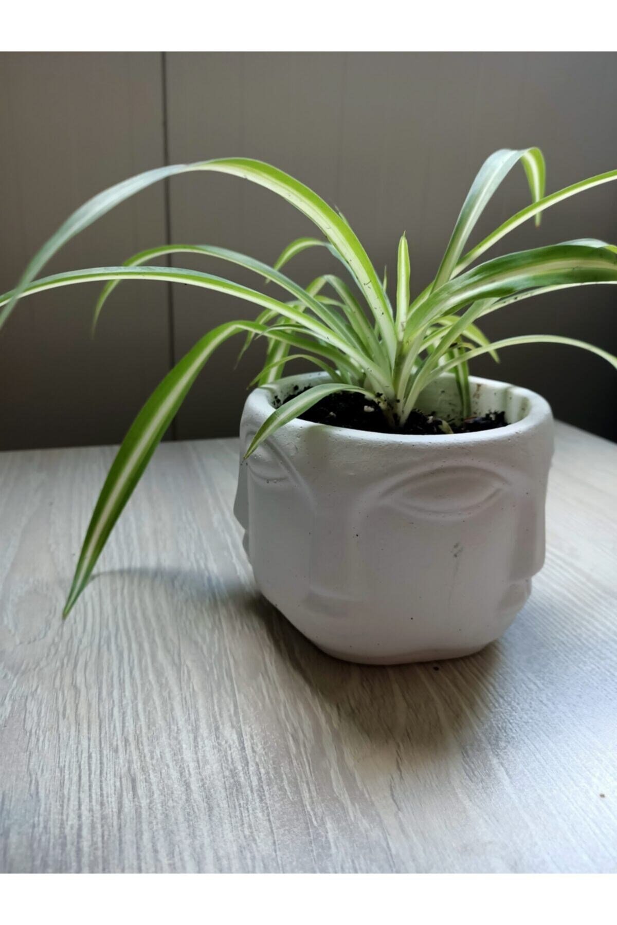 Beton Saksıda Kurdele Çiçeği Chlorophytum Comosum