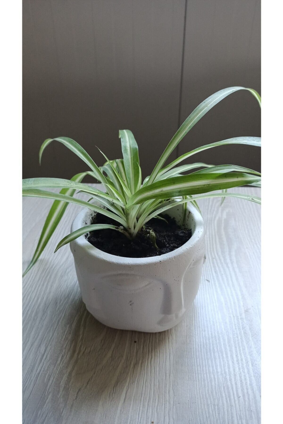 Beton Saksıda Kurdele Çiçeği Chlorophytum Comosum