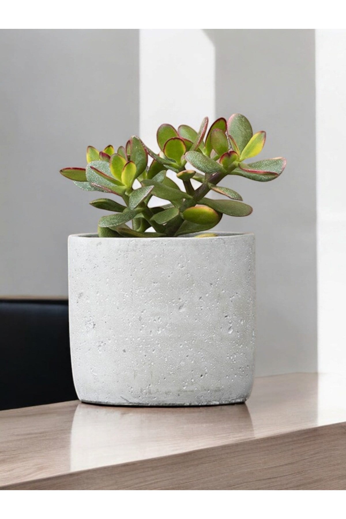 Beton saksıda şans para çiçeği para bitkisi