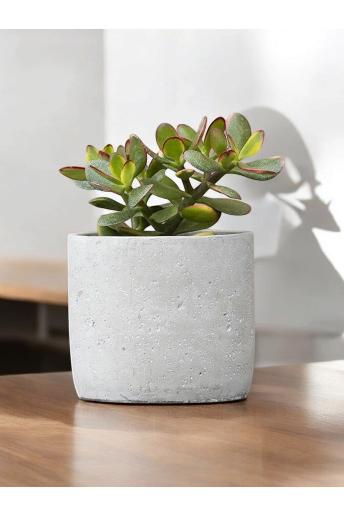 Beton saksıda şans para çiçeği para bitkisi