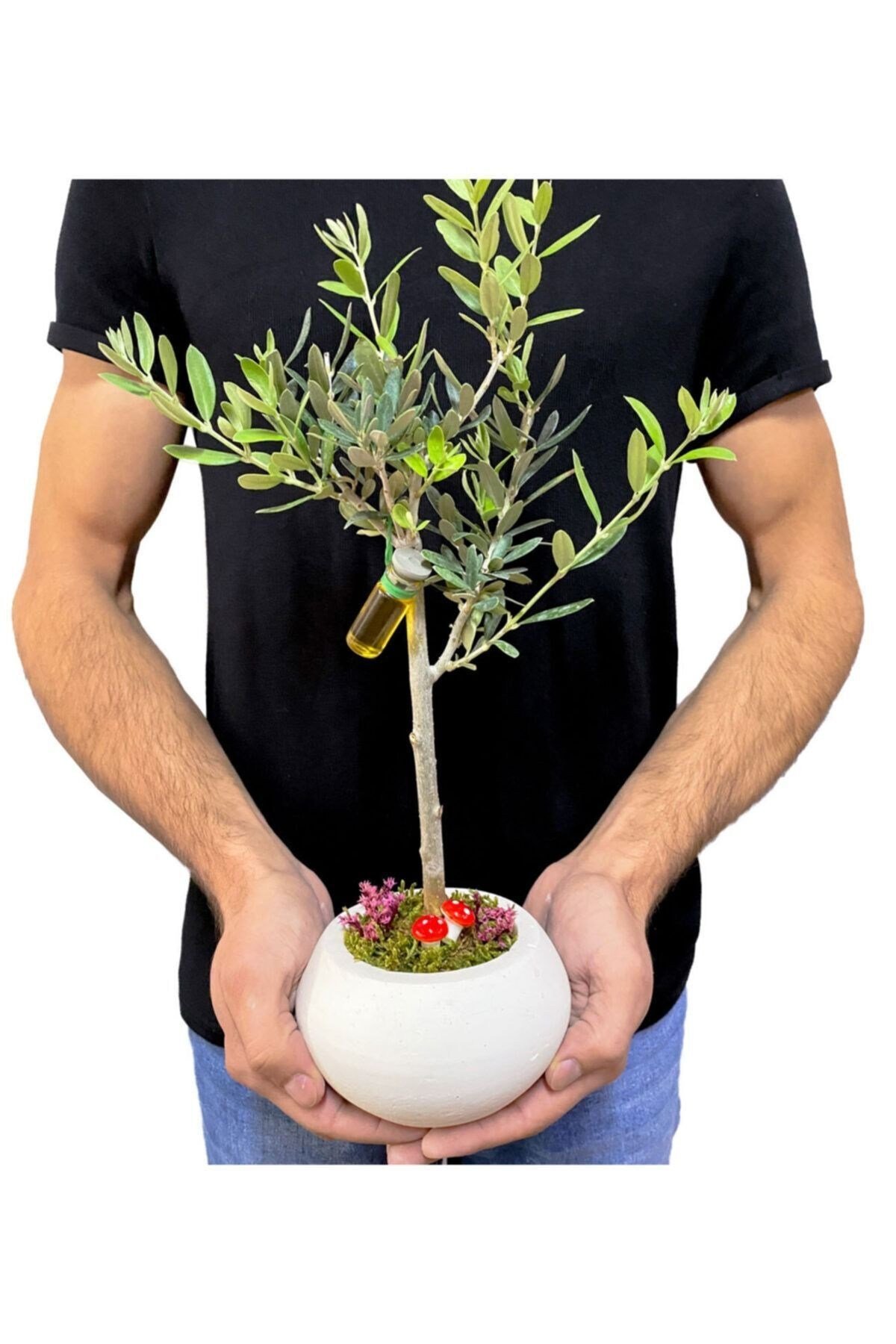Beyaz Beton Uranüs Saksıda Zeytin Bonsai