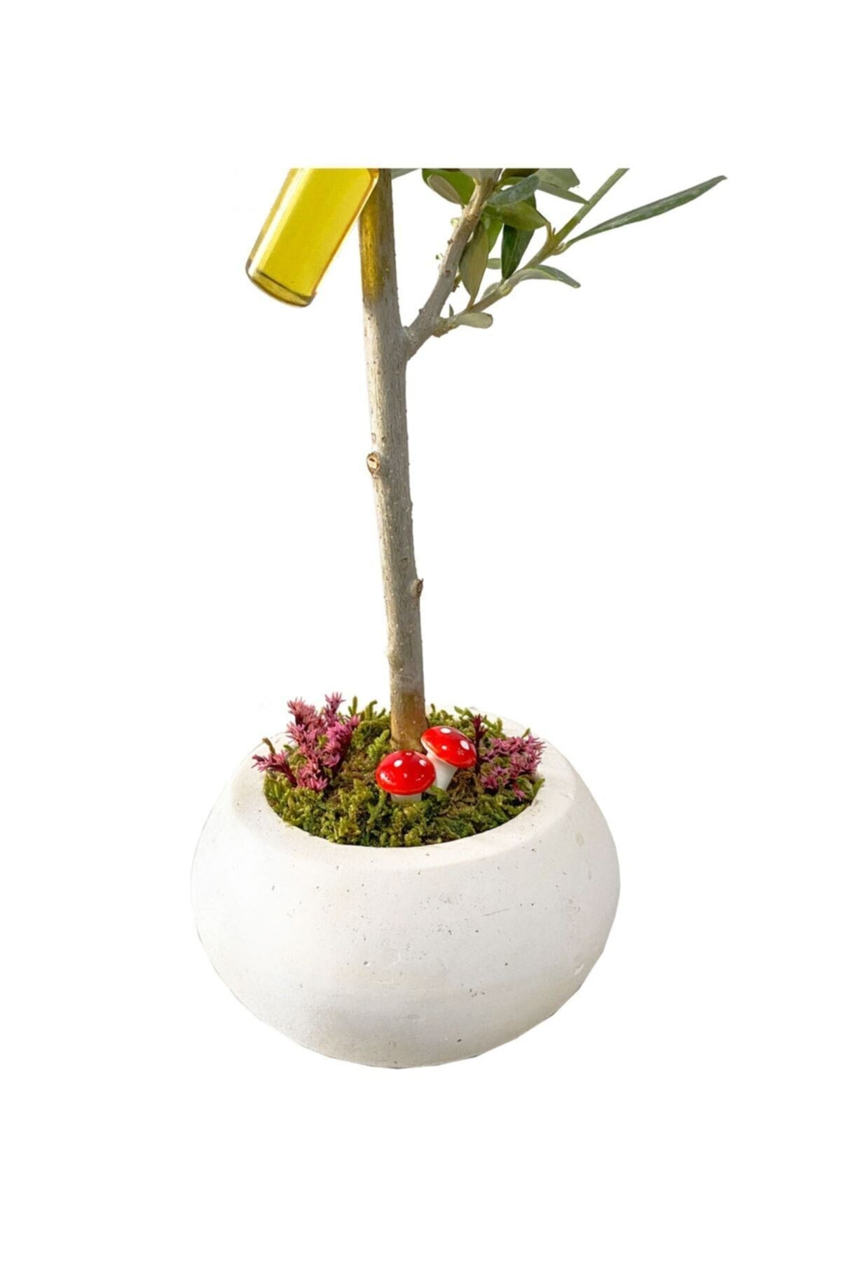 Beyaz Beton Uranüs Saksıda Zeytin Bonsai