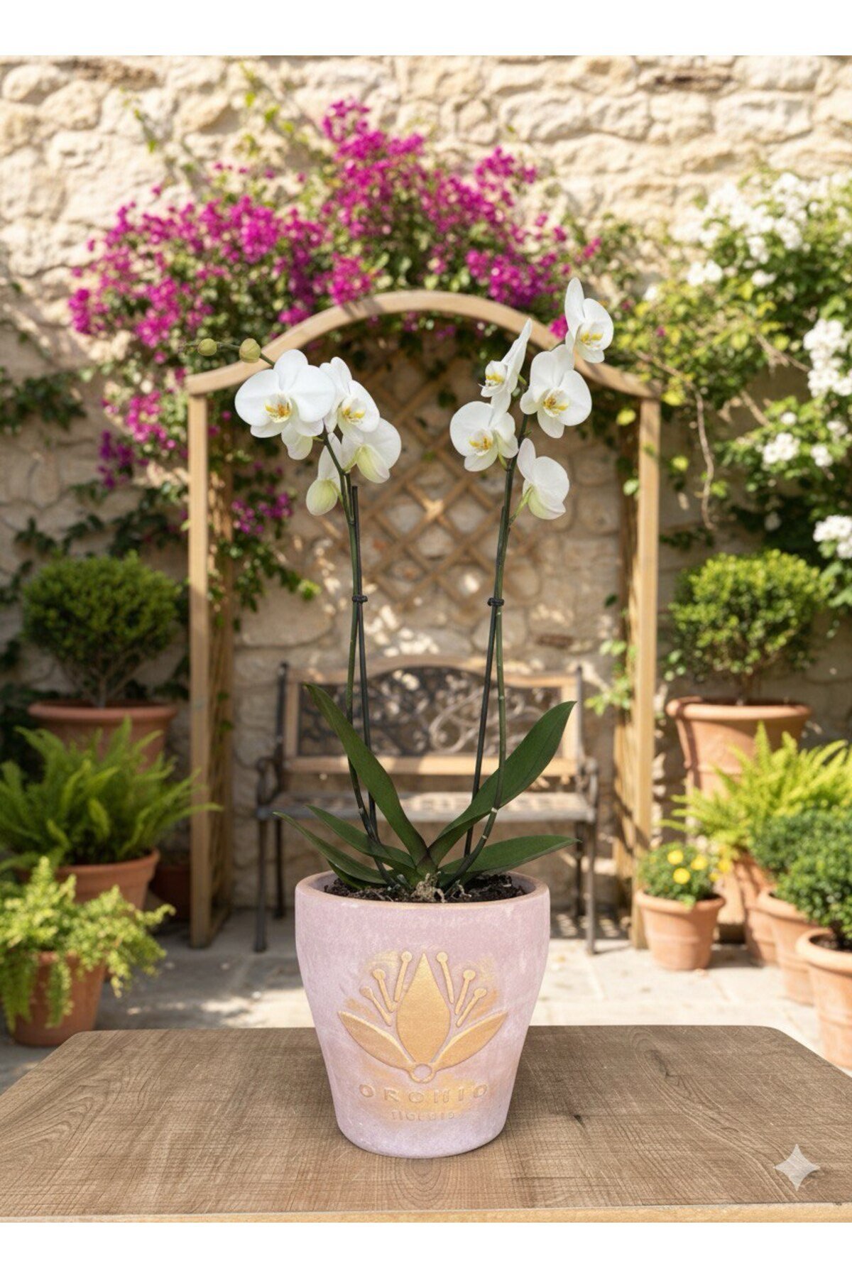 Beyaz Orkide - Toz Pembe Lotus Saksıda