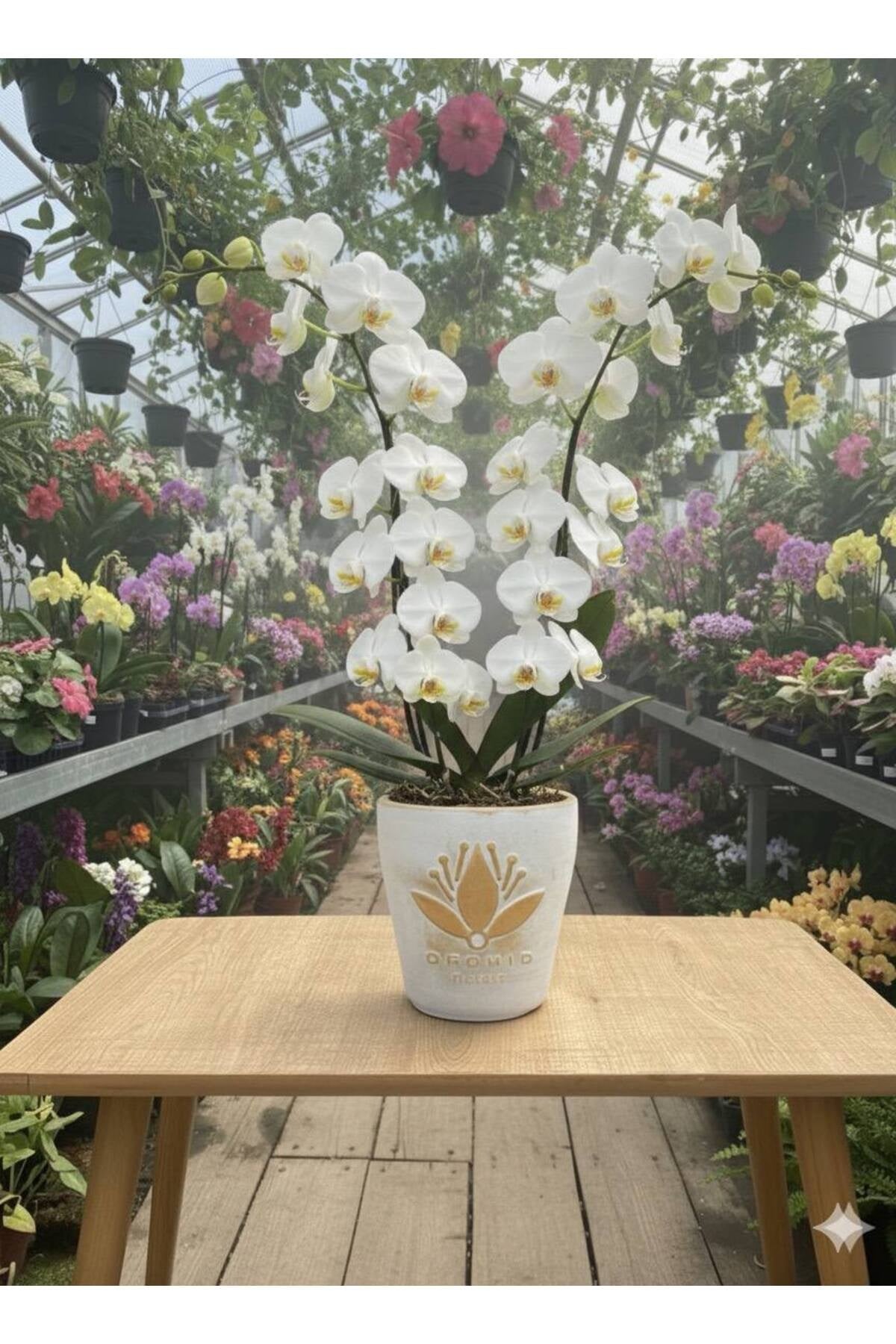 Beyaz Orkide ve Altın Lotus Saksı
