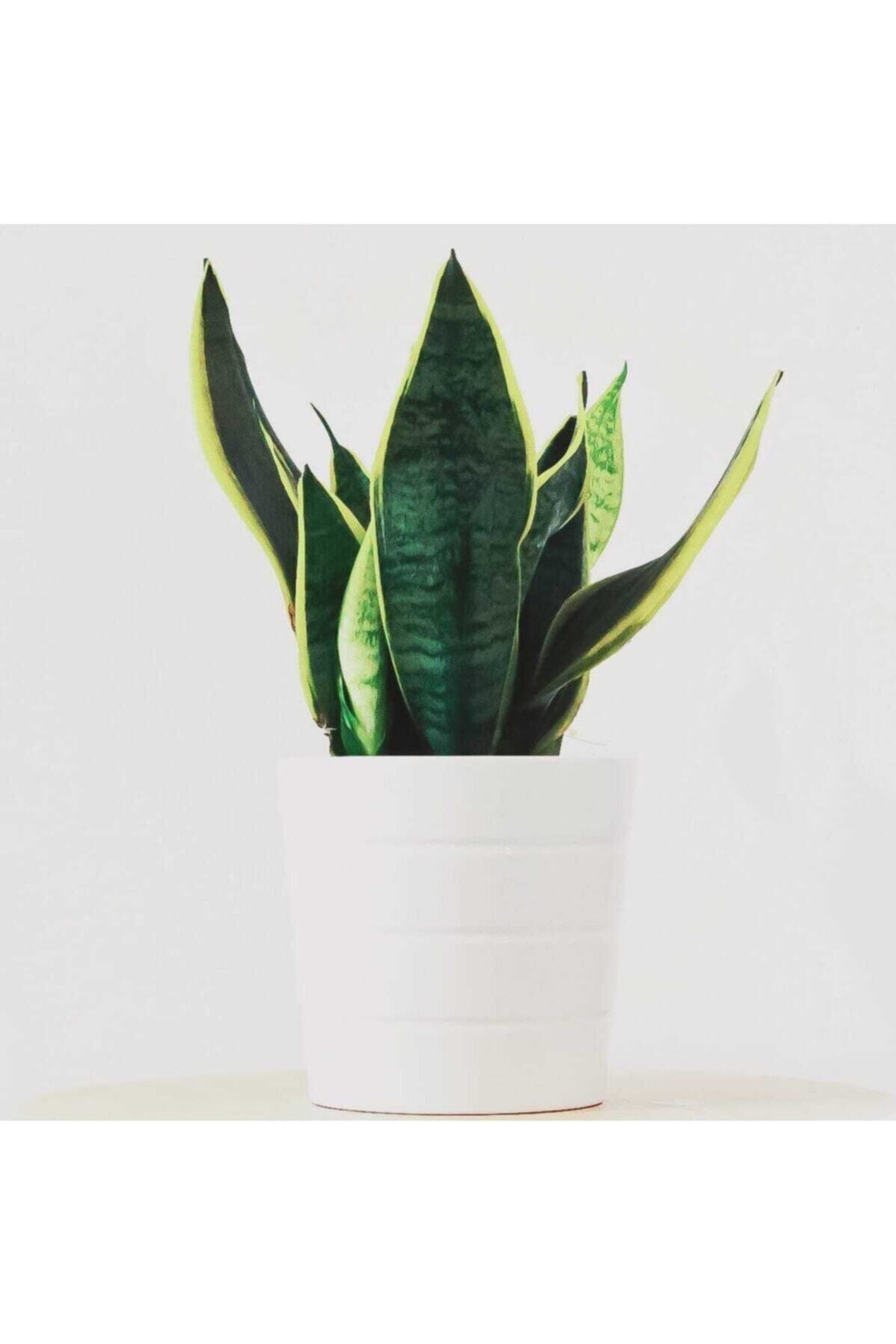 Beyaz Porselen Saksıda Paşa Kılıcı