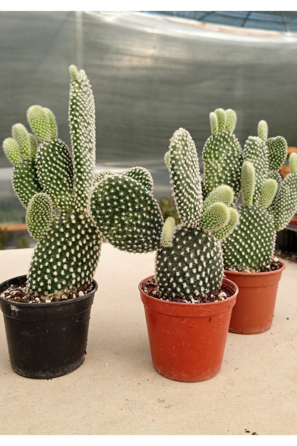 Beyaz Tavşan Kulağı Kaktüs Büyük Boy - Opuntia Kaktüs 8.5 cm Saksı