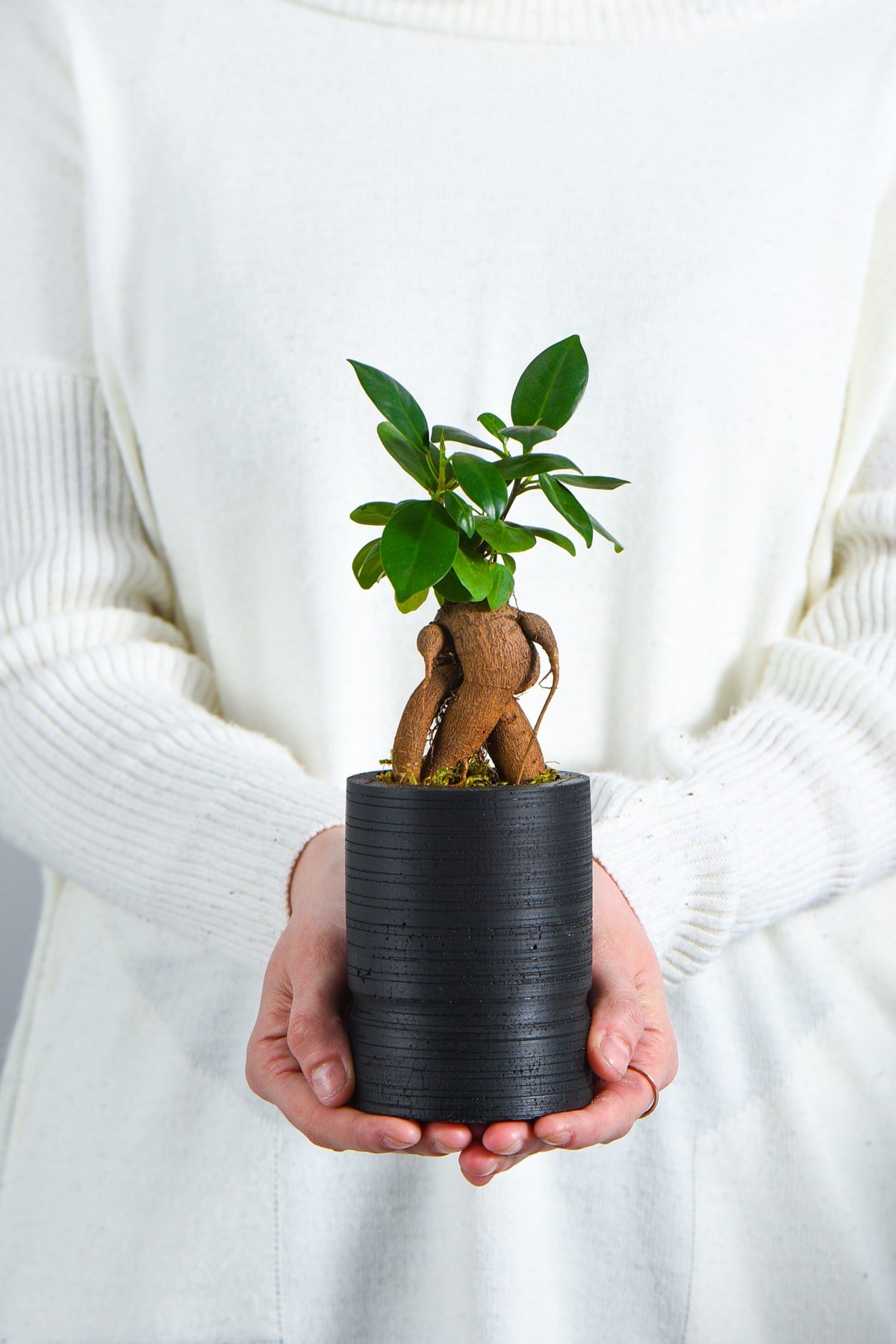 Big Cylinder Serisi Black Ficus Bonsai