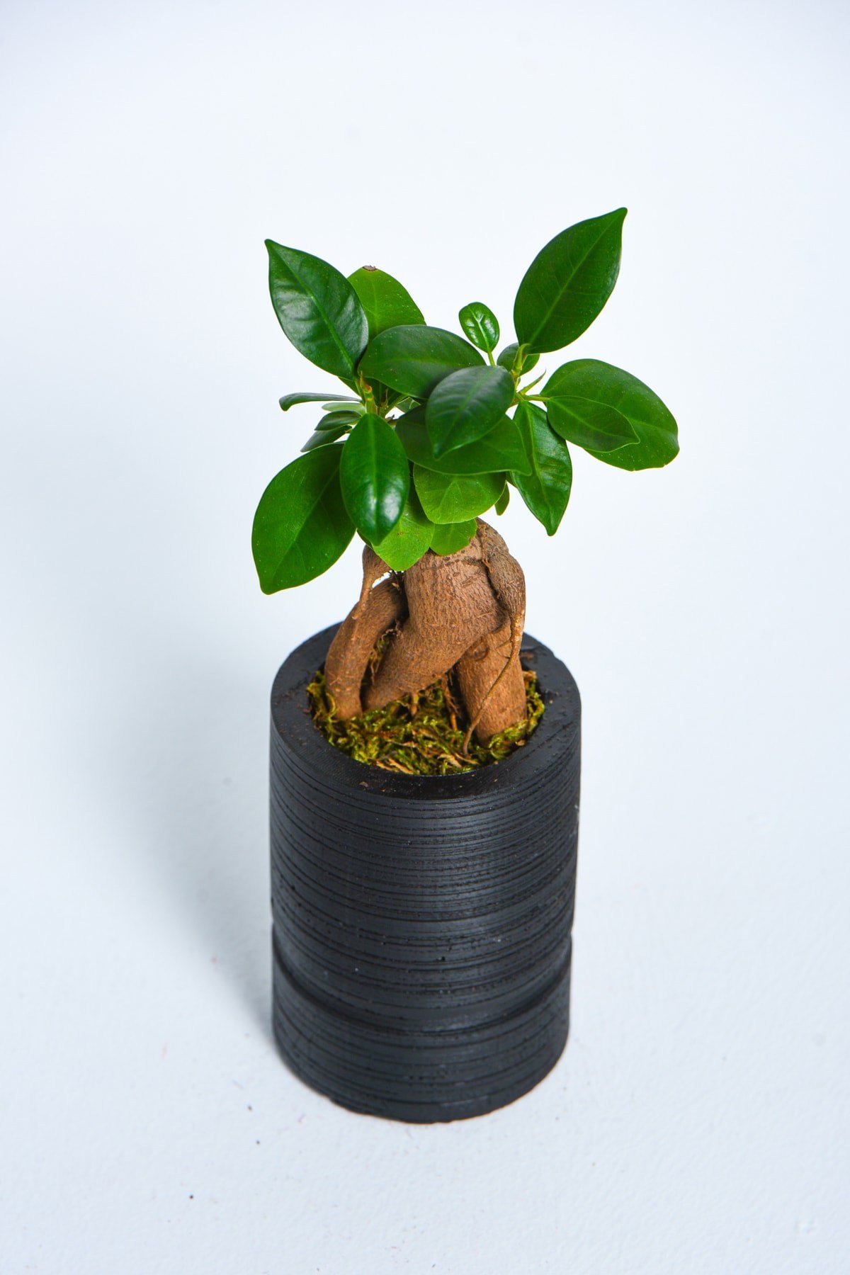 Big Cylinder Serisi Black Ficus Bonsai