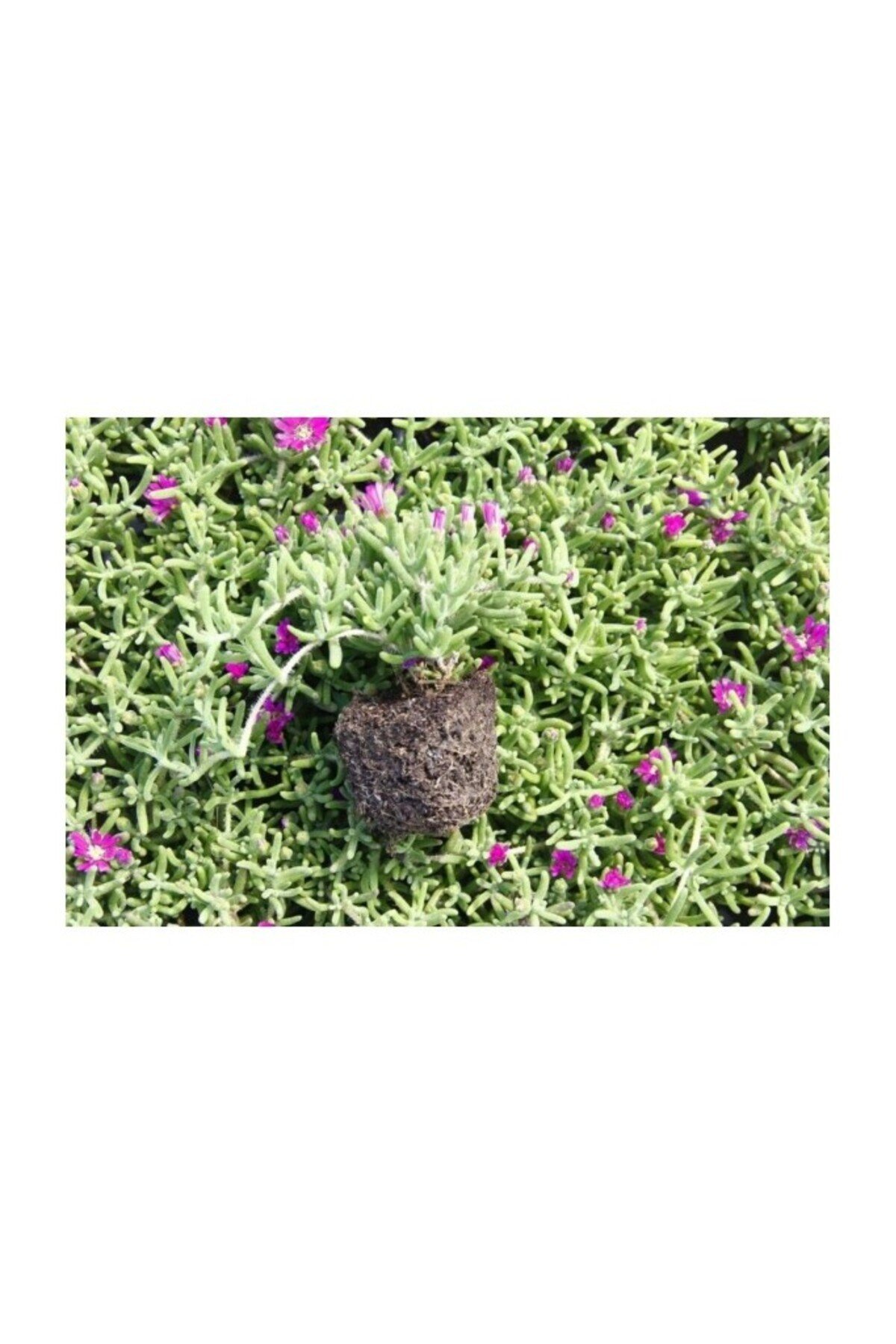 Biorganix Acem Halısı Fidanı 5-15 cm