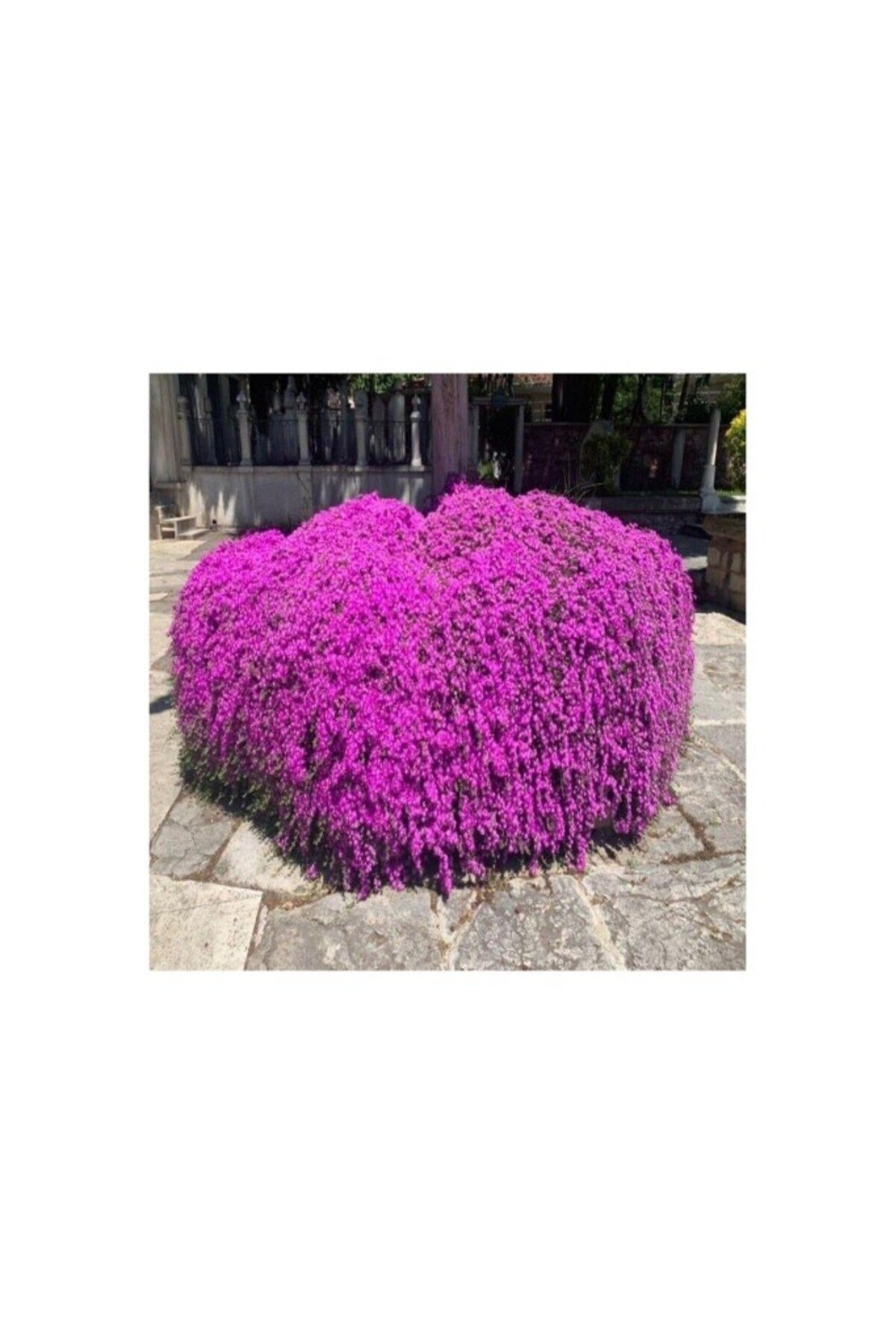 Biorganix Acem Halısı Fidanı 5-15 cm