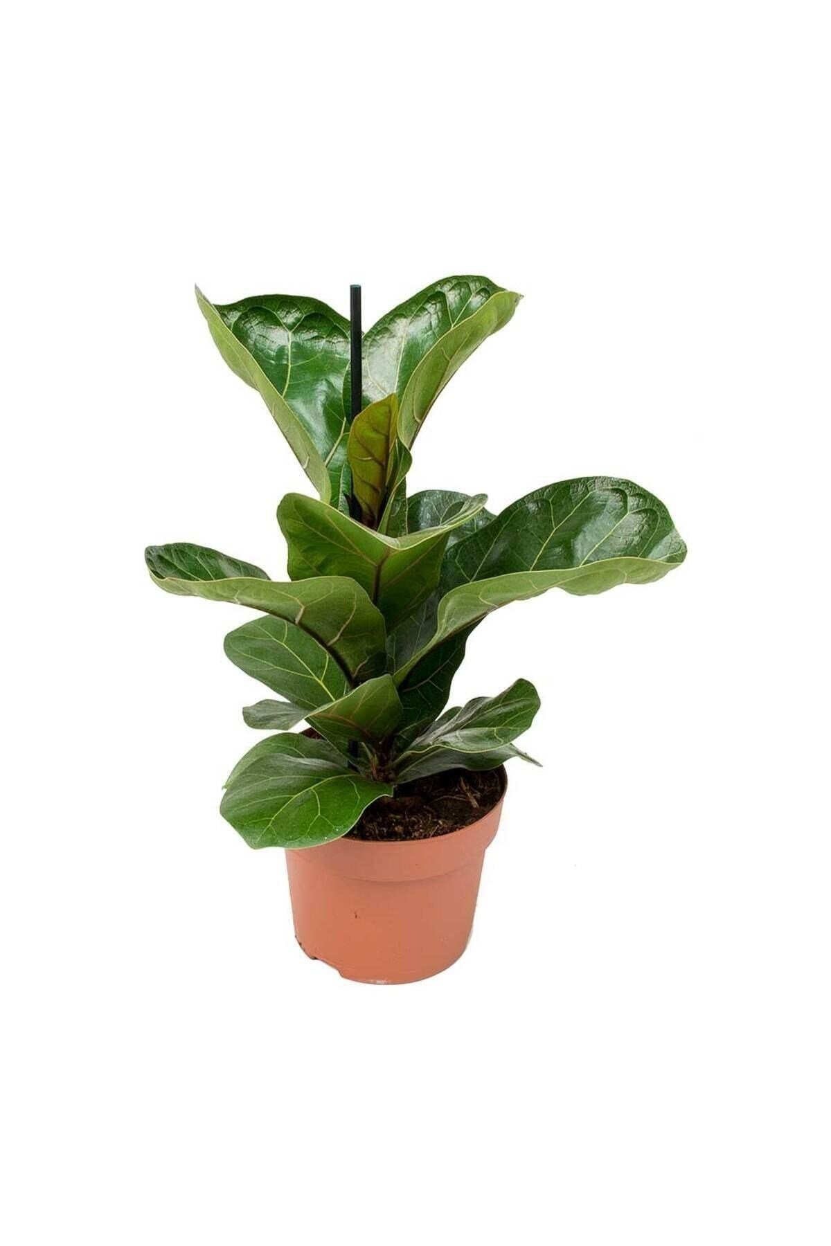 Bodur Keman Yaprak Kauçuk Bitkisi - Ficus Lyrata Bambino 35-45CM