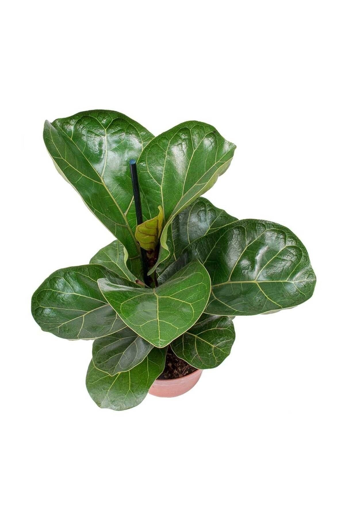 Bodur Keman Yaprak Kauçuk Bitkisi - Ficus Lyrata Bambino 35-45CM