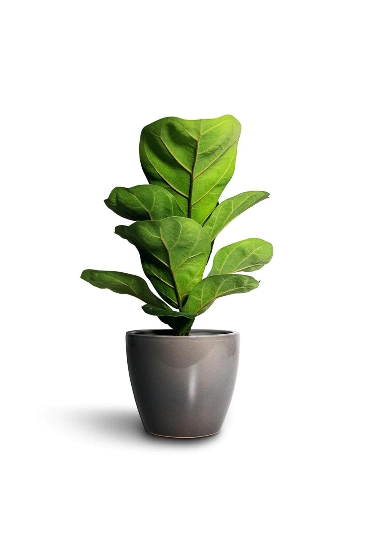 Bodur Keman Yaprak Kauçuk Bitkisi - Ficus Lyrata Bambino 35-45CM