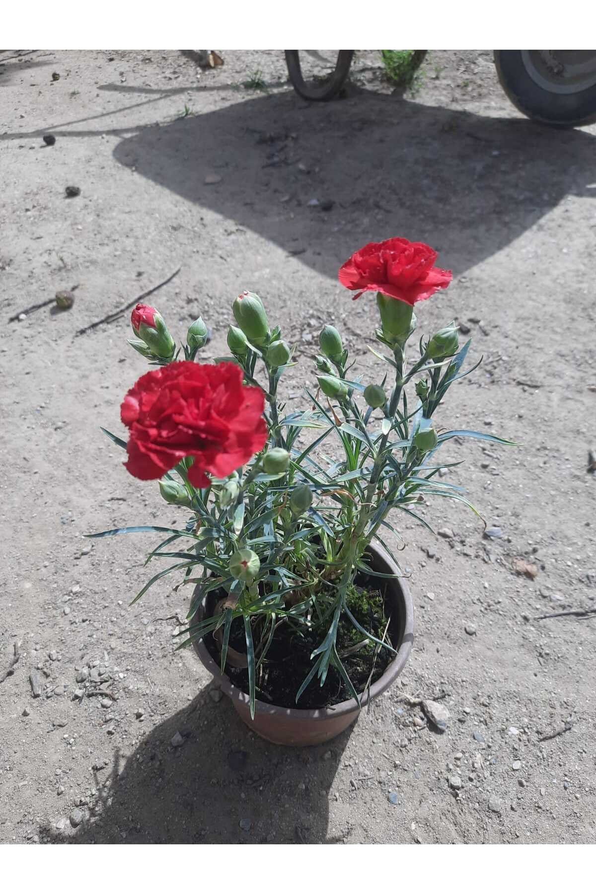 Bodur Kırmızı Karanfil 1 adet