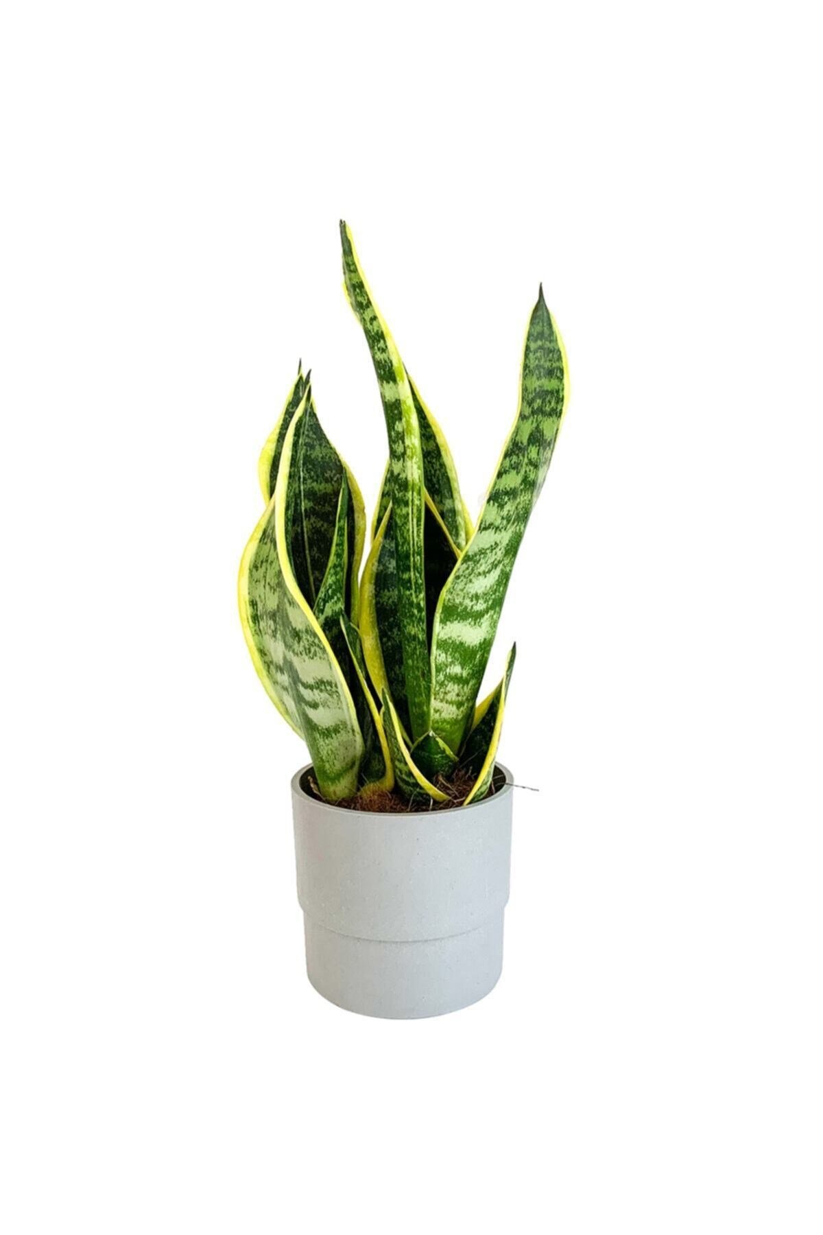 Bodur Paşa Kılıcı - Sansevieria