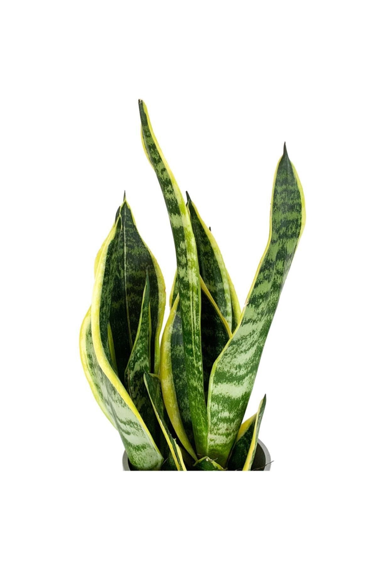 Bodur Paşa Kılıcı - Sansevieria