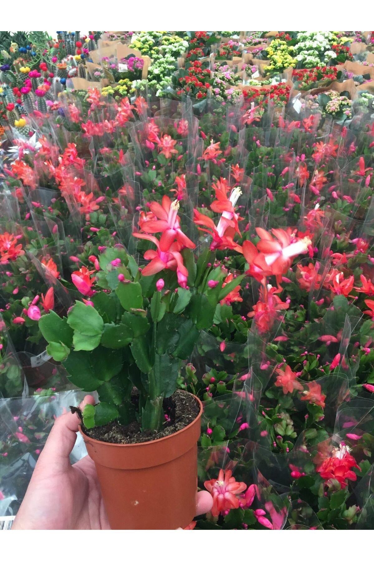 Bol Köklü Yılbaşı Çiçeği ( Schlumbergera )