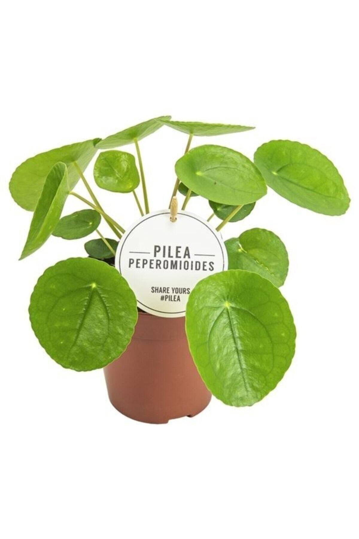 Bol Yavrulu Pilea Para Çiçeği 20cm