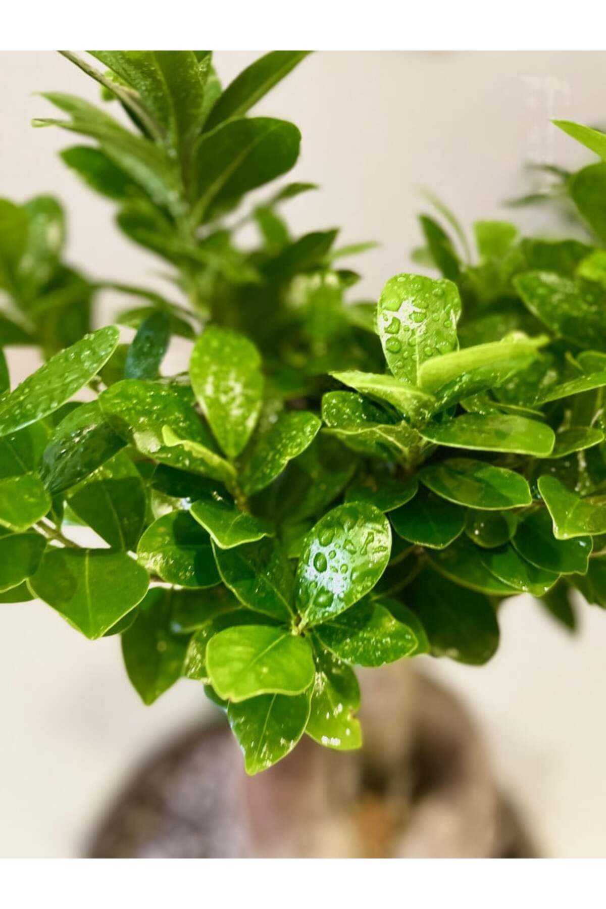 Bonsai 5 yaşında dekoratif saksıda ficus bonsai ev ve ofis bitkisi