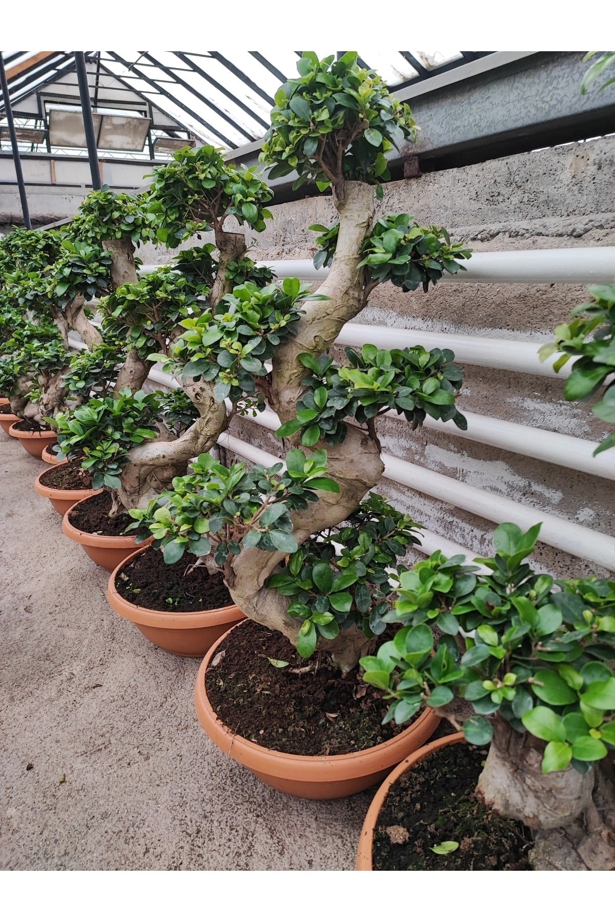 Bonsai Ağaç Bitki S Gövde Shape 80 Cm