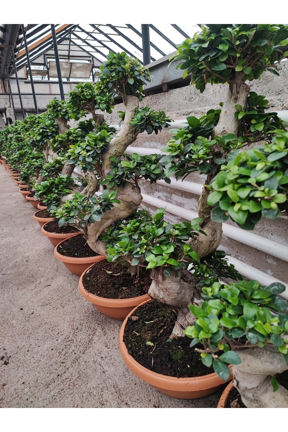 Bonsai Ağaç Bitki S Gövde Shape 80 Cm