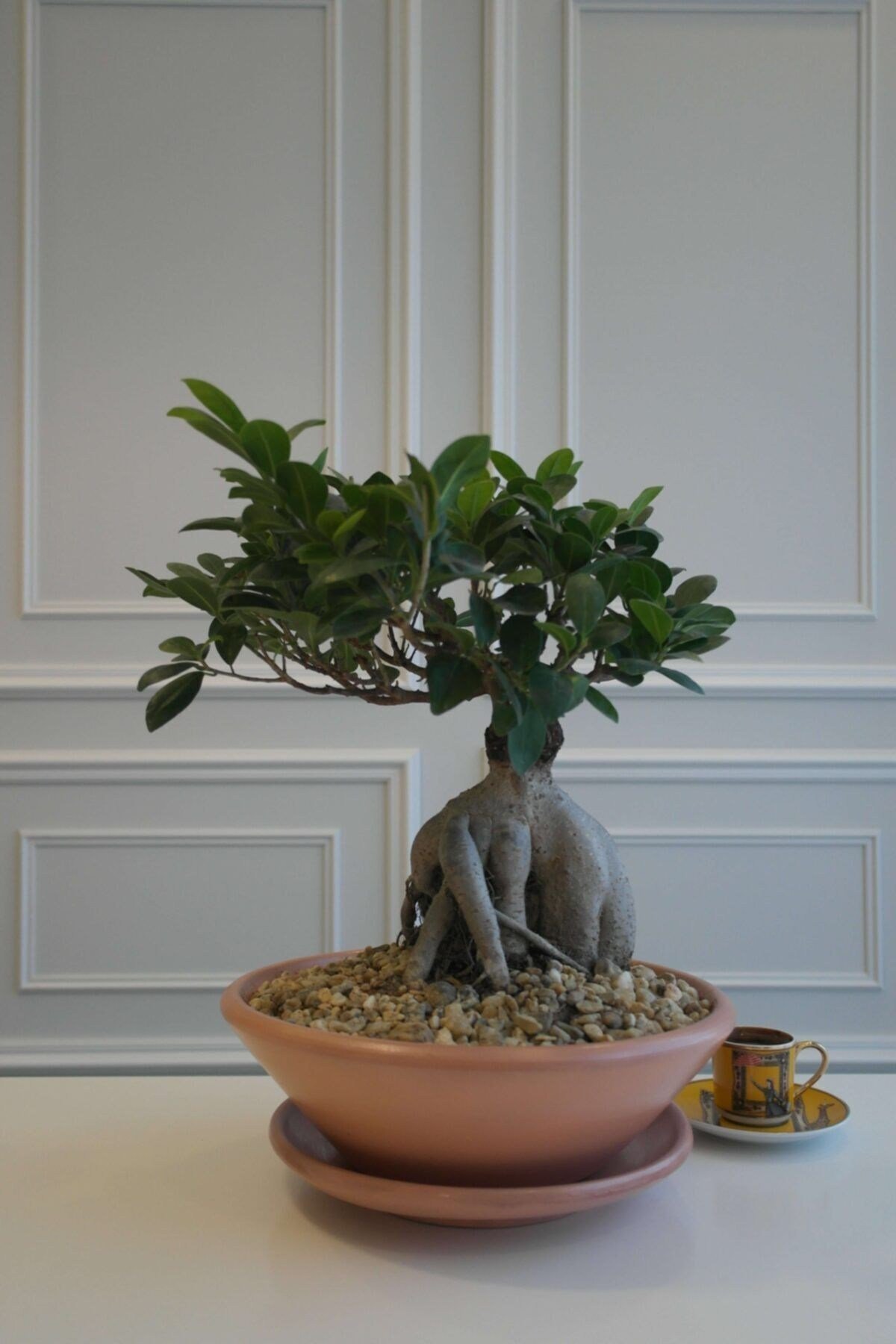 Bonsai Ağacı Terracotta Saksılı