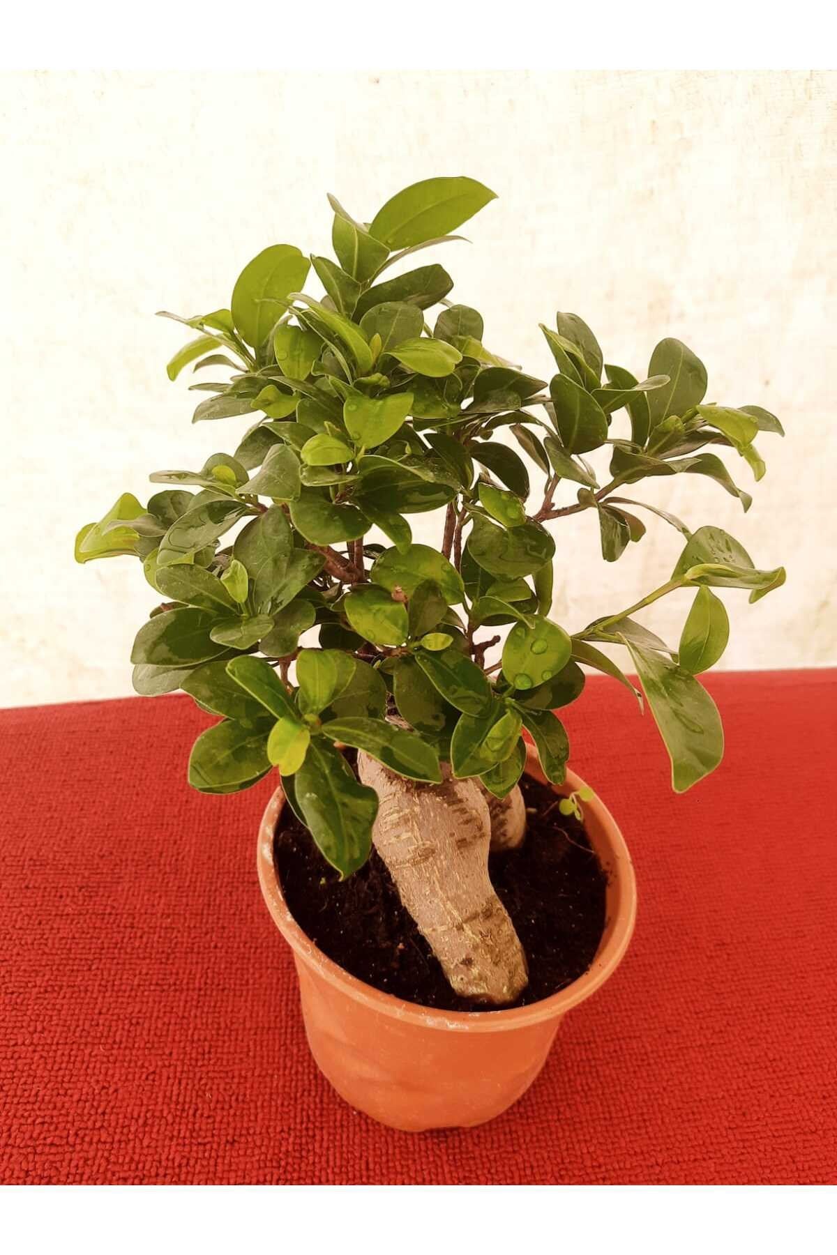 Bonsai – Canlı Saksılı Minyatür Ağaç 20-30cm (İç Mekâna Uygun / Estetik ve Anlamlı Bitki)