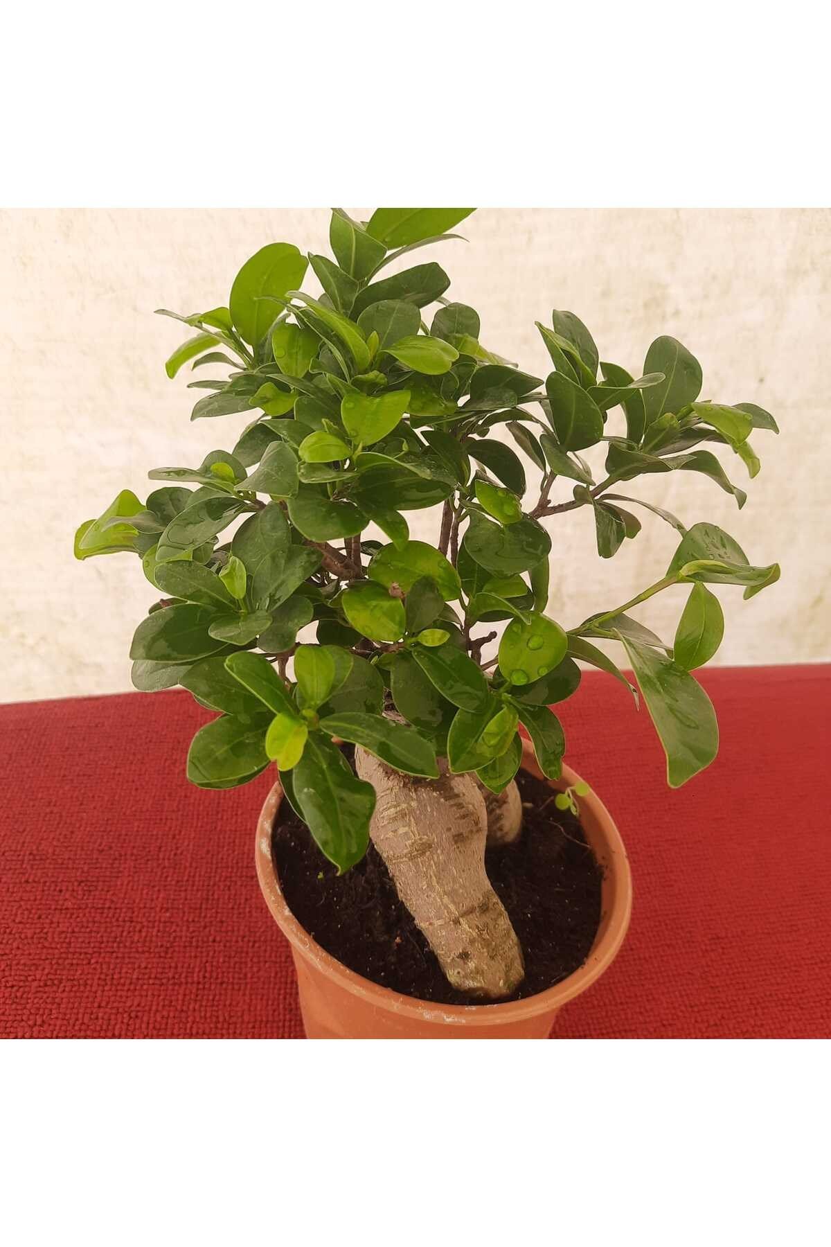 Bonsai – Canlı Saksılı Minyatür Ağaç 20-30cm (İç Mekâna Uygun / Estetik ve Anlamlı Bitki)