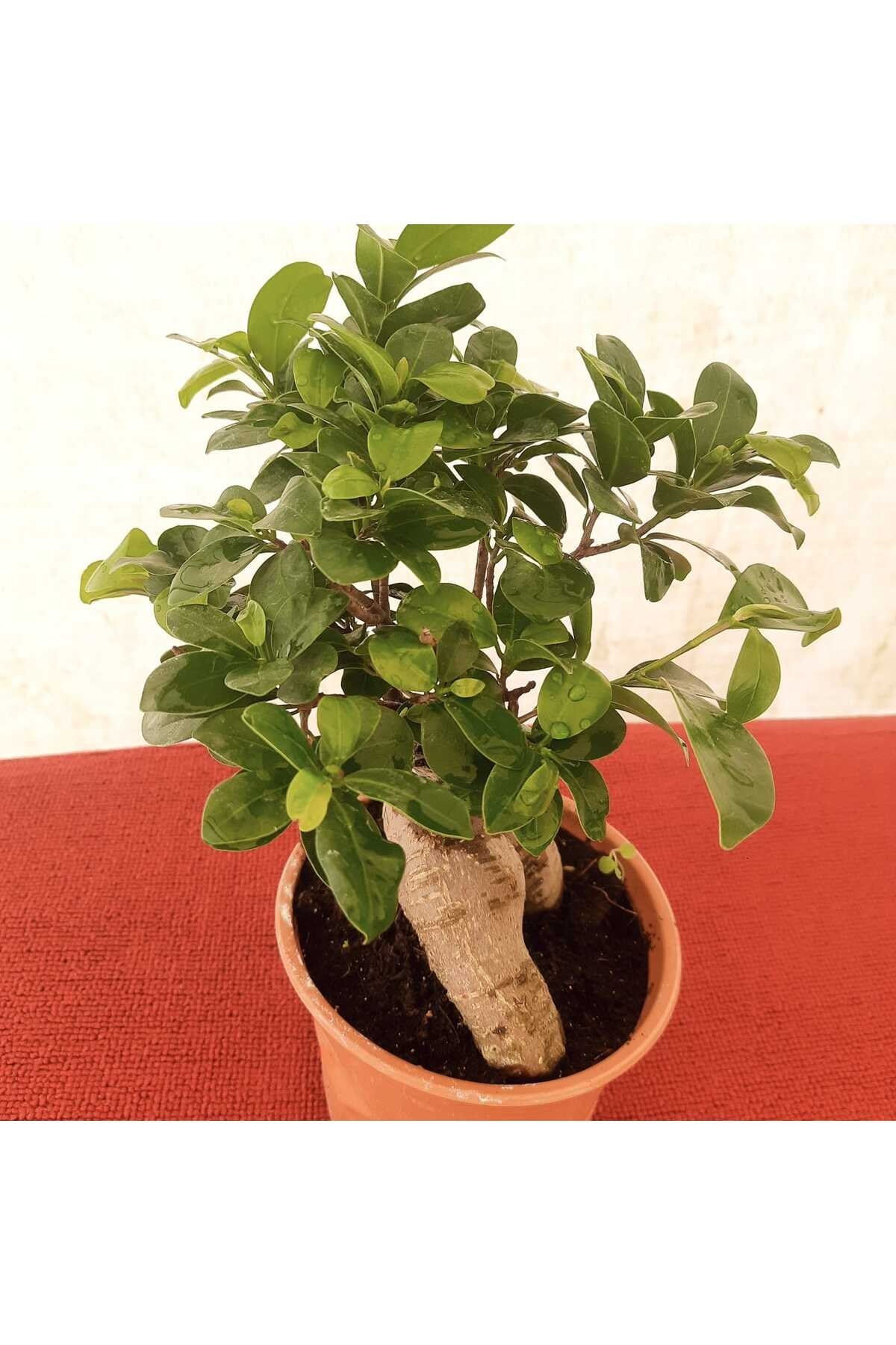 Bonsai – Canlı Saksılı Minyatür Ağaç 20-30cm (İç Mekâna Uygun / Estetik ve Anlamlı Bitki)