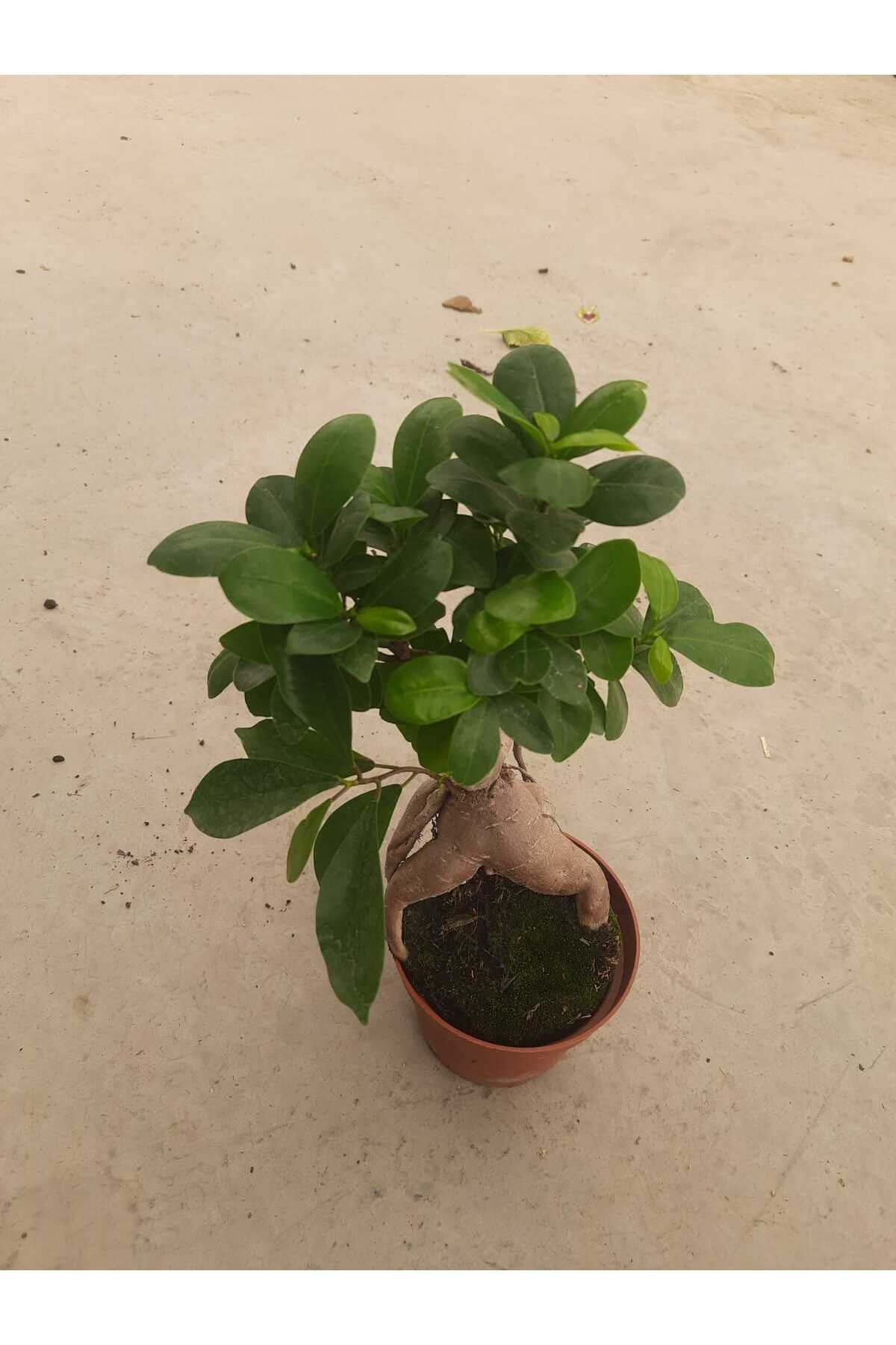 Bonsai – Canlı Saksılı Minyatür Ağacı 20-30cm (İç Mekâna Uygun / Estetik ve Anlamlı Bitki)