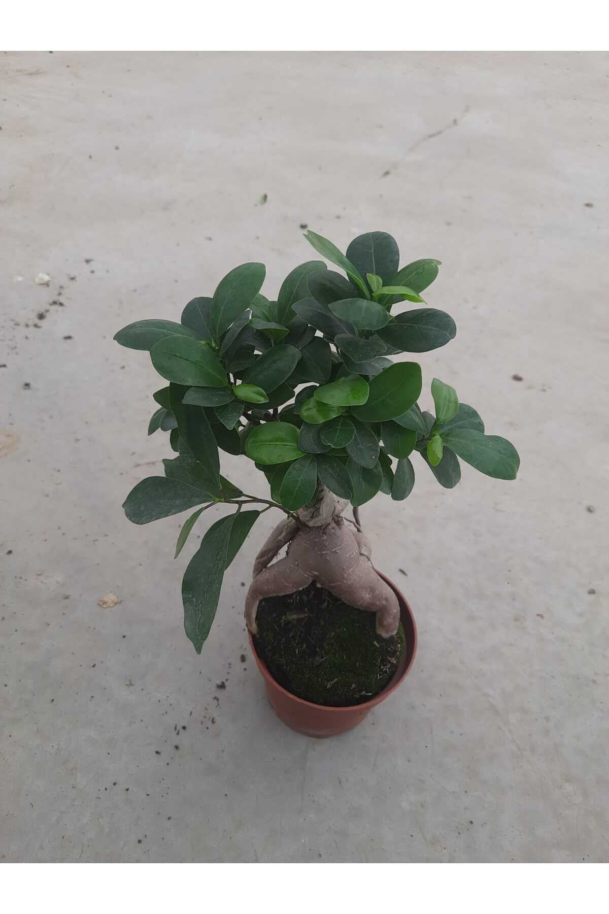 Bonsai – Canlı Saksılı Minyatür Ağacı 20-30cm (İç Mekâna Uygun / Estetik ve Anlamlı Bitki)