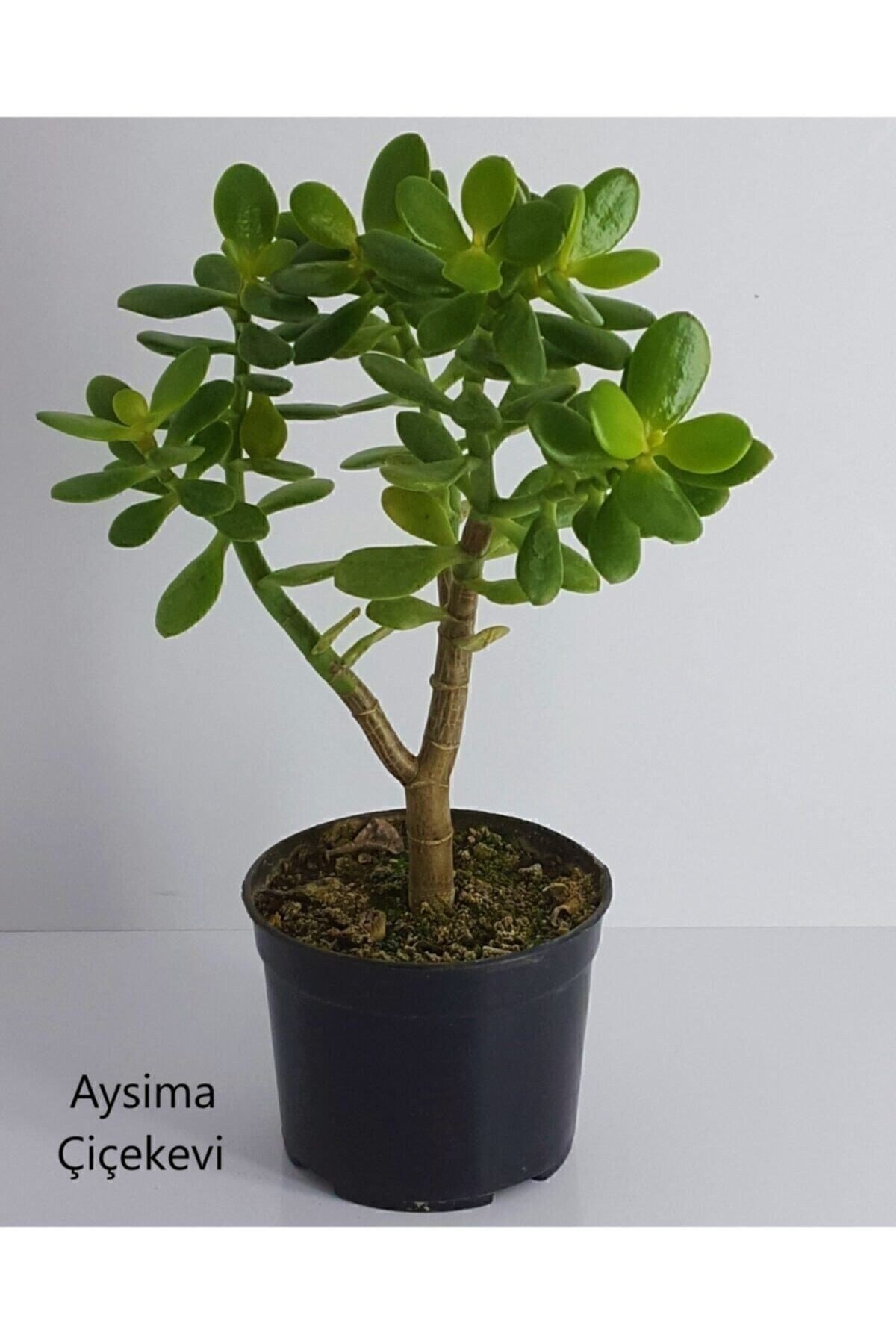 Bonsai Crassula Ovata Para Ağacı Yeşim 10cm Saksıda Büyük Boy