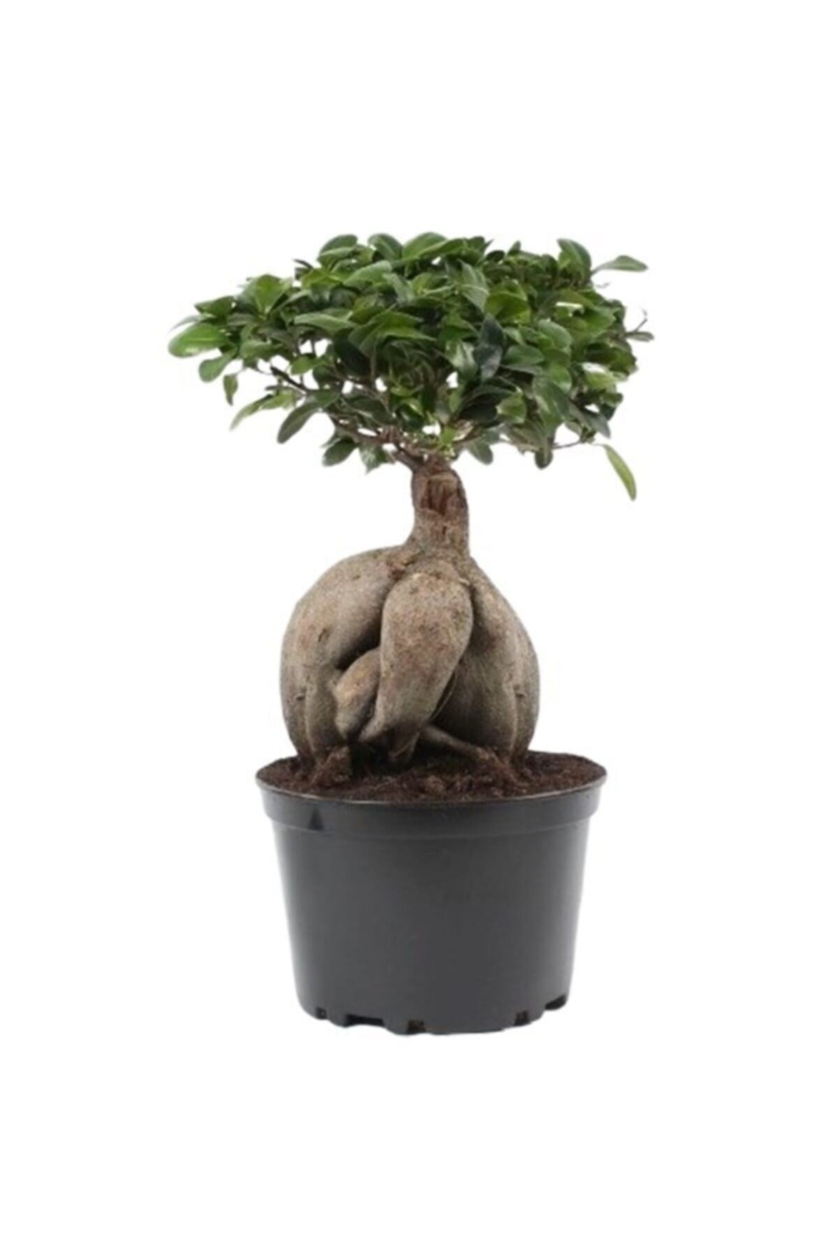 Bonsai Ficus Ginseng 20cm